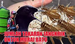 Jangkrik Cliring Untuk Murai